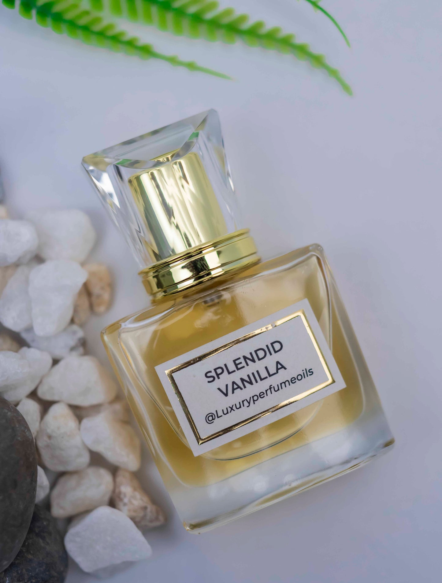 Splendid Vanilla (Inspired by Roberto Cavali)